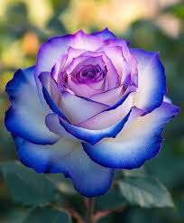 Light Purple White Holland Rose Flower Seeds for Planting – Heirloom, Non-GMO, Premium Quality, High Germination