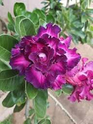 Purple Adenium Seeds for Planting – Shade Tolerant, Heirloom, Non-GMO Organic Garden Seeds