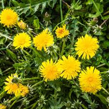 Dandelion Flower Seeds for Planting – Heirloom, Non-GMO, High Germination Organic Garden Seeds