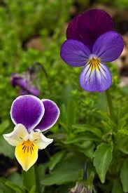 Viola Tricolor Flower Seeds for Planting | Heirloom Non-GMO Seeds for Home Garden