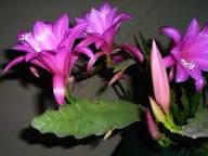 Chiapasia Nelsonii Flower Seeds for Planting – Heirloom, Non-GMO, Seasonal Bloomer High Germination Seeds