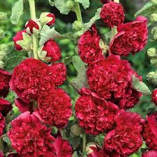 Maroon Hollyhock Flower Seeds for Planting – Heirloom Non-GMO Hardy Variety Organic Garden Seeds