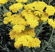 Yellow Achillea Flower Seeds for Planting | Heirloom Non-GMO High Germination Organic Garden Seeds