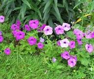 Mixed Laura Flower Seeds – Heirloom Non-GMO, High Germination Organic Garden Seeds for Colorful Borders &amp; Seasonal Planting