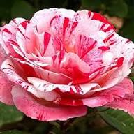 White Pink Rose Flower Seeds for Planting Heirloom Non-GMO High Germination Organic Garden Seeds