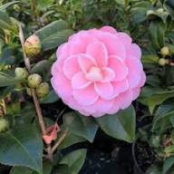 Camellia Flower Seeds for Planting | Seasonal Bloomer Heirloom Non-GMO High Germination Organic Garden Seeds