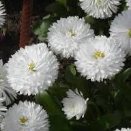 White Bellis Flower Seeds for Planting – Heirloom Non-GMO Cottage Garden Essential Organic Garden Seeds