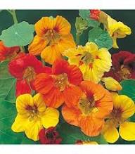 Yellow Nasturtium Flower Seeds for Planting – Heirloom, Non-GMO, Cut Flower Favorite Organic Garden Seeds