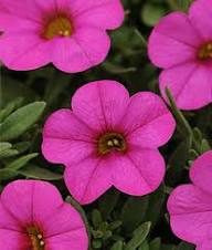 Pink Kabloom Flower Seeds for Planting – Low Maintenance Heirloom, Non-GMO, High Germination Organic Garden Seeds