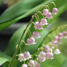 Purple Bell Orchid Flower Seeds for Planting - Low Maintenance, Heirloom & GMO Free Seeds for Home Garden Non-GMO