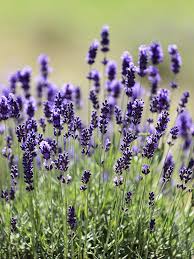 English Lavender Lady Seeds Herb Seeds for Planting – Heirloom, Non-GMO, High Germination Organic Garden Seeds