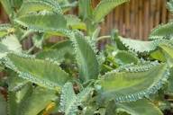 Kalanchoe Seeds for Planting – Seasonal Bloomer, Heirloom, Non-GMO Organic Garden Seeds