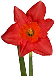 Red Daffodils Flower Seeds for Planting – Heirloom, Non-GMO, High Germination Organic Garden Seeds