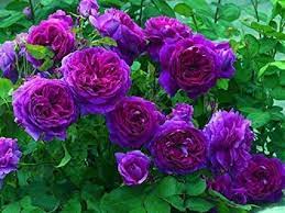 Flower Seeds, Seeds,Seeds For Planting,Plant Seeds