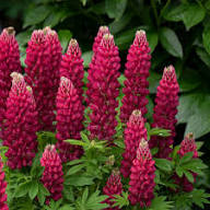 Lupine Red Flower Seeds for Planting – Heirloom, Non-GMO, High Germination Organic Garden Seeds