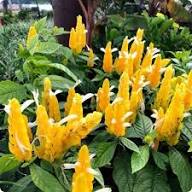 Yellow Pachystachys Lutea Flower Seeds for Planting | Heirloom Non-GMO High Germination Organic Garden Seeds