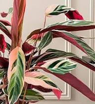 Calathea Magicstar Flower Seeds for Planting | Heirloom Non-GMO High Germination Organic Garden Seeds