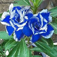Geranium Flower Seeds for Planting White Purple – Wildflower Mix, Heirloom & Non-GMO, High Germination Organic Garden Seeds