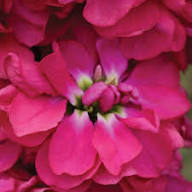 Pink Matthiola Incana Flower Seeds for Planting – Long Bloom Season Heirloom Non-GMO GMO Free Seeds for Home Garden