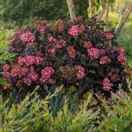 Hydrangea Flower Seeds for Planting | Heirloom Non-GMO Organic Garden Seeds, Garden Favorite, High Germination