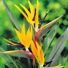 Bird of Paradise Flower Seeds for Planting – Cottage Garden Essential, Heirloom &amp; Non-GMO Seeds