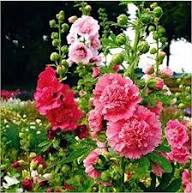 Mixed Hollyhock Double Flower Seeds for Planting – Perfect for Borders, Heirloom, Non-GMO Seeds for Home Garden
