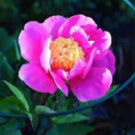 Pink Paeonia Tenuifolia Flower Seeds for Planting - Heirloom, Non-GMO, High Germination Organic Garden Seeds