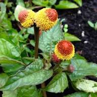 Yellow Red Spilanthes Acmella Flower Seeds for Planting – Heirloom, Non-GMO, High Germination Organic Garden Seeds