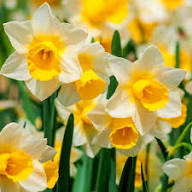 Light Yellow Narcissus Flower Seeds for Planting | Heirloom Non-GMO High Germination Organic Garden Seeds