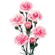 Baby Pink Carnation Flower Seeds for Planting | Heirloom Non-GMO High Germination Organic Garden Seeds