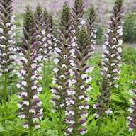Breeches Flower Seeds for Planting – Heirloom, Non-GMO, High Germination Organic Garden Seeds
