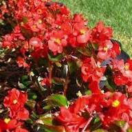 Red Bergenia Flower Seeds for Planting – Heirloom, Non-GMO, Drought Tolerant Organic Garden Seeds