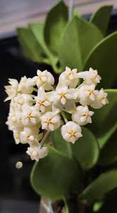 Light Yellow Hoya Carnosa Flower Seeds for Planting – Heirloom, Non-GMO, Shade Tolerant, High Germination