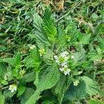 Green Lippia Javanica Flower Seeds for Planting – Heirloom, Non-GMO, Bright Blooms Organic Garden Seeds