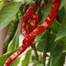 Long Red Hot Chili Pepper Vegetable Seeds for planting – Dry Cayenne Type, High Heat, Non-GMO