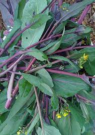 Purple Kosaitai Seeds for Planting – Heirloom Non-GMO Tender Asian Vegetable Garden Seeds with High Germination