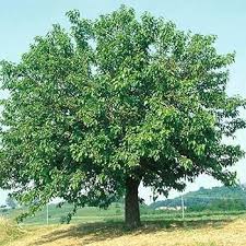 Aesculus Pavia Flower Seeds for Planting - Heirloom, Non-GMO, High Germination Organic Garden Seeds