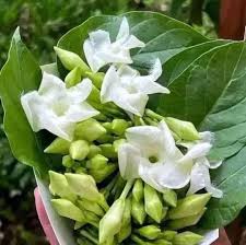 Loroco Flower Seeds for Planting - Heirloom, Non-GMO, High Germination Organic Garden Seeds
