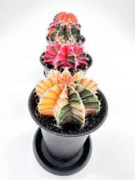 Mixed Aztekium Valdezii Flower Seeds for Planting – Fragrant Blossoms Heirloom Non-GMO Seeds