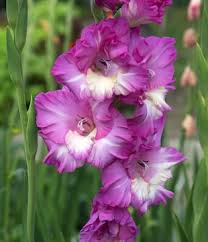 White Purple Gladiolus Flower Seeds for Planting – Perfect for Borders, Heirloom, Non-GMO, High Germination