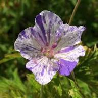 Violet & White Geraniums Flower Seeds for Planting – Bright Blooms Heirloom, Non-GMO, High Germination Organic Garden Seeds