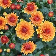 Heirloom Yellow &amp; Red Chrysanthemum morifolium Flower Seeds for Planting – Colorful Display Non-GMO High Germination Organic Garden Seeds