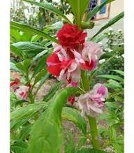 Mixed Balsamine Flower Seeds for Planting Heirloom Non-GMO High Germination Organic Garden Seeds