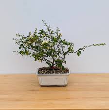 White Chojubai flower seeds for planting – Heirloom & Non-GMO garden seeds, rare dwarf bonsai blooms