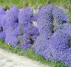 Blue Aubrieta Flower Seeds for Planting | Heirloom Non-GMO High Germination Organic Garden Seeds