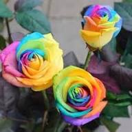 Rainbow Mixed Flower Seeds for Planting | Heirloom Non-GMO Organic Garden Seeds High Germination