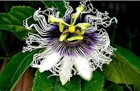 Sweet Grenadilla Passiflora Flower Seeds – Heirloom, Non-GMO, High Germination Organic Garden Seeds