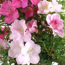 Flower Seeds, Seeds,Seeds For Planting,Plant Seeds