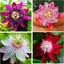 Mixed Passiflora Incarnata Flower Seeds for Planting – Premium Quality, Heirloom, Non-GMO, High Germination