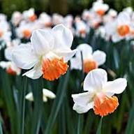 Pale Pink Narcissus Flower Seeds for Planting – Heirloom Non-GMO Shade Tolerant Organic Garden Seeds